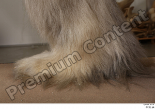 Polar bear foot 0012.jpg